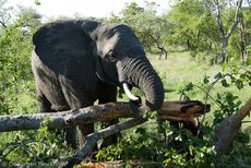 Afrikanischer Elefant (66 von 131).jpg